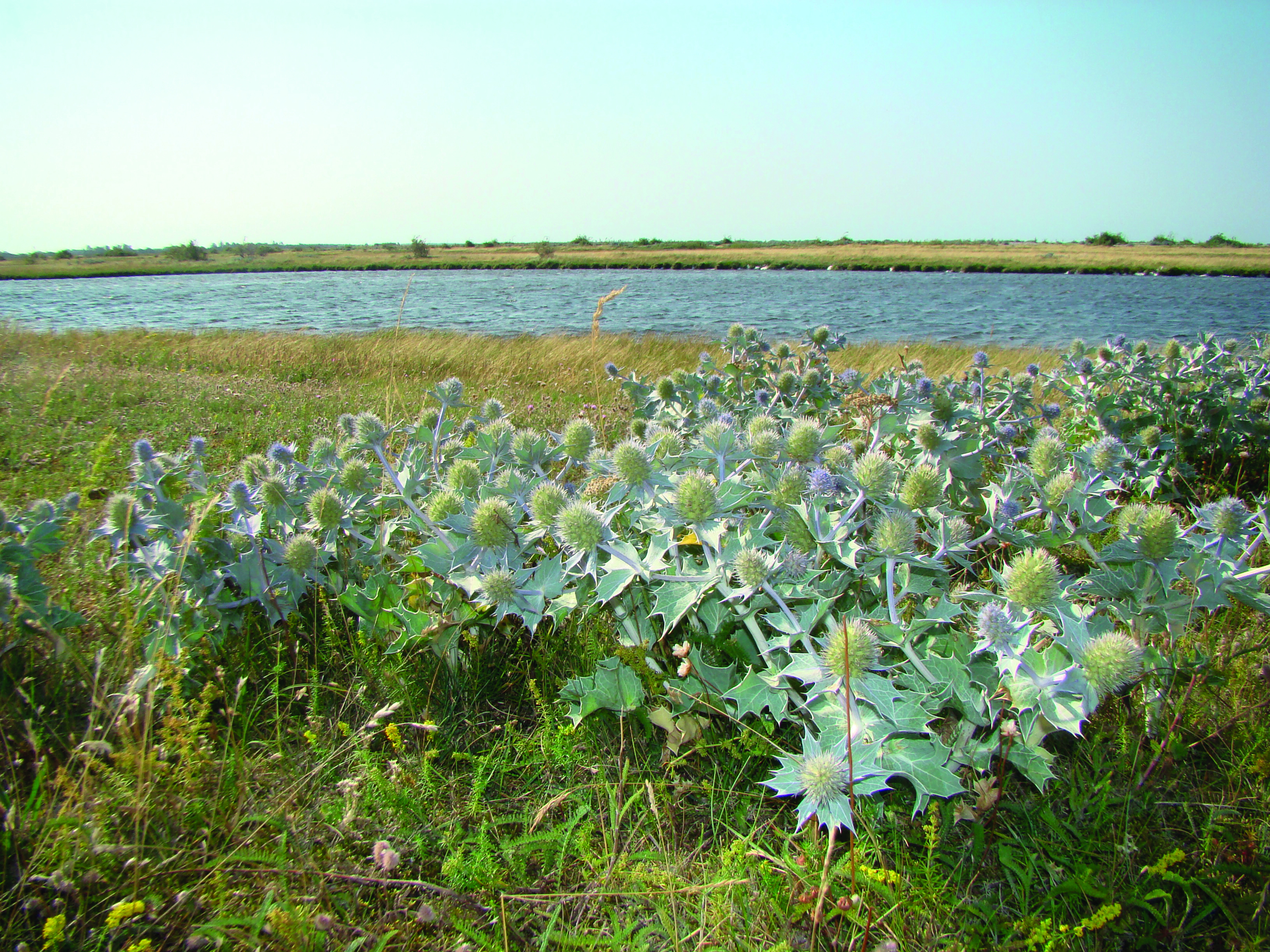 Vand og vilde planter på Enø Overdrev