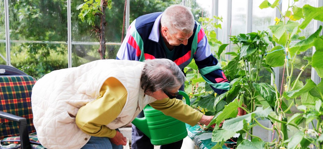 Birkebjerg drivhus med to mennesker der ordner i planterne