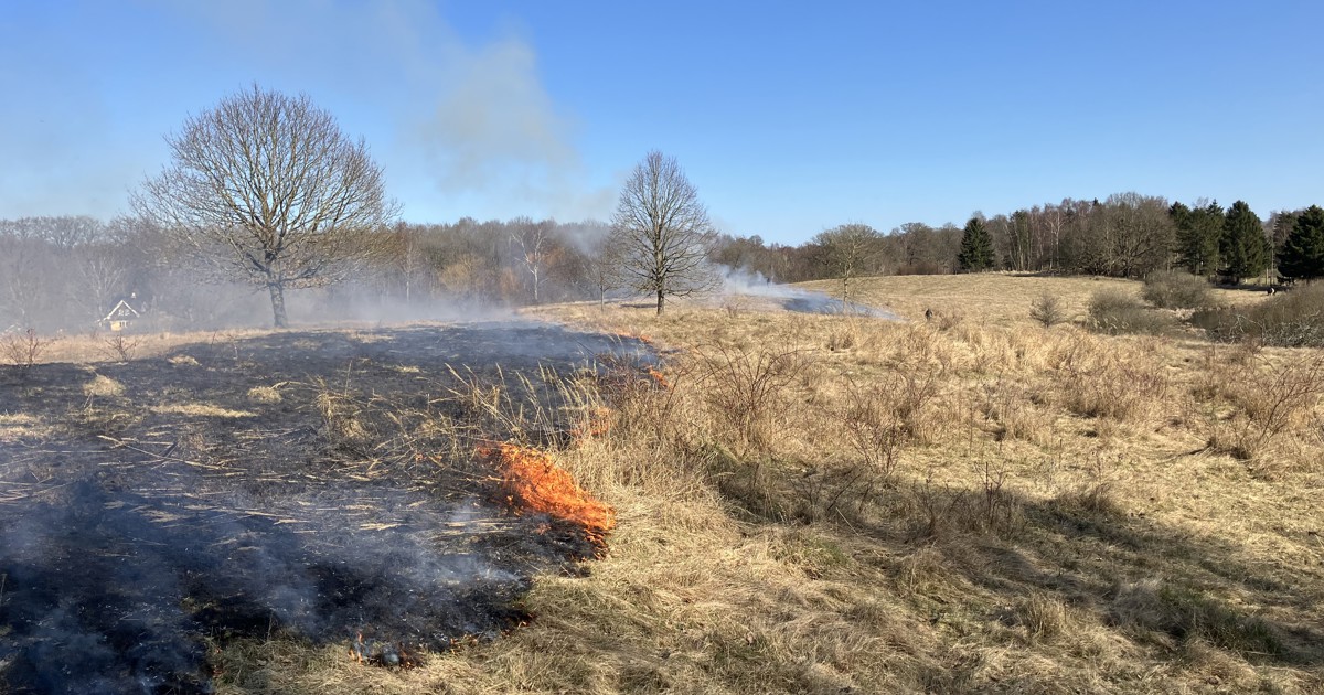 Kontrolleret ild skal styrke naturen i Fårebakkerne | Næstved Kommune