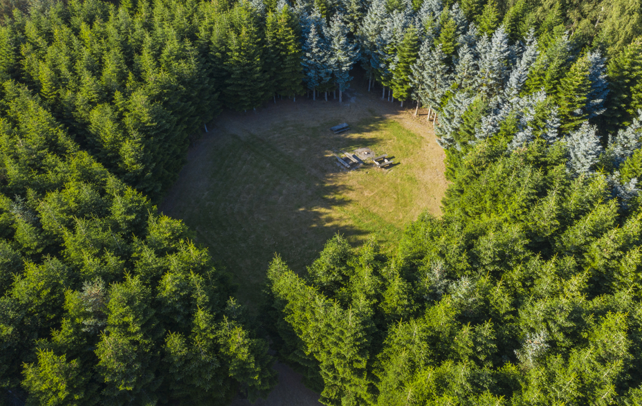 Lysning i nåleskov i fugleperspektiv
