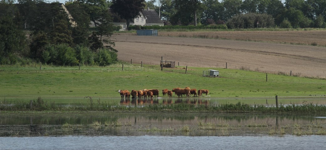 Køer står ned til vandet på en grøn mark 