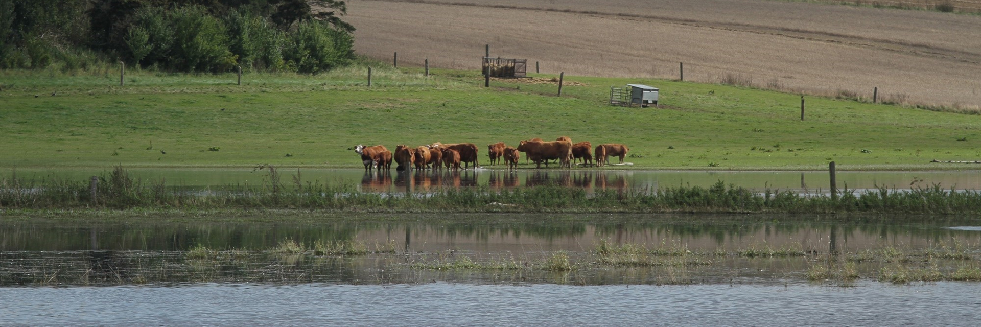 Køer står ned til vandet på en grøn mark 