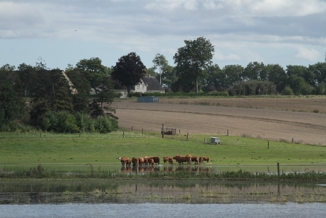 Køer står ned til vandet på en grøn mark