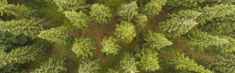 Nåleskov i fugleperspektiv