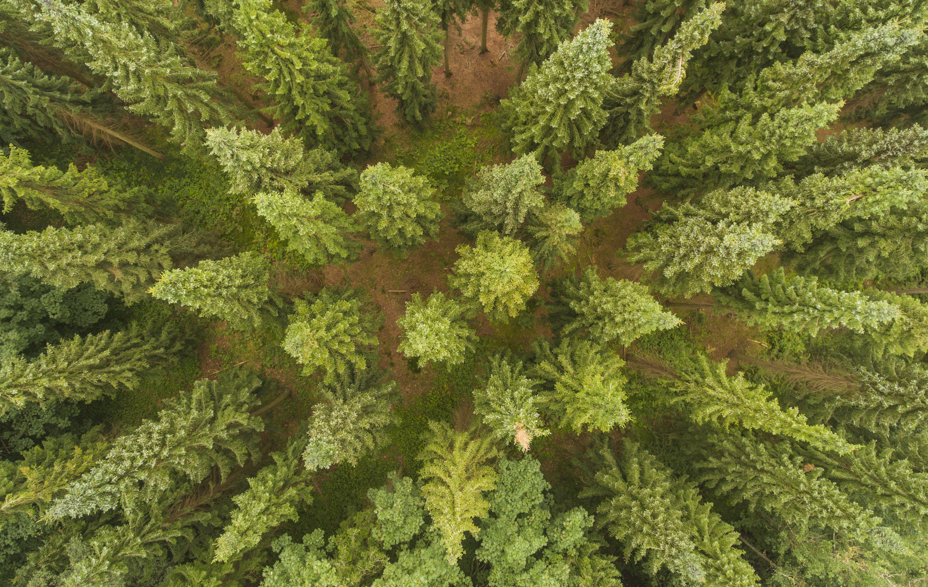 Nåleskov i fugleperspektiv