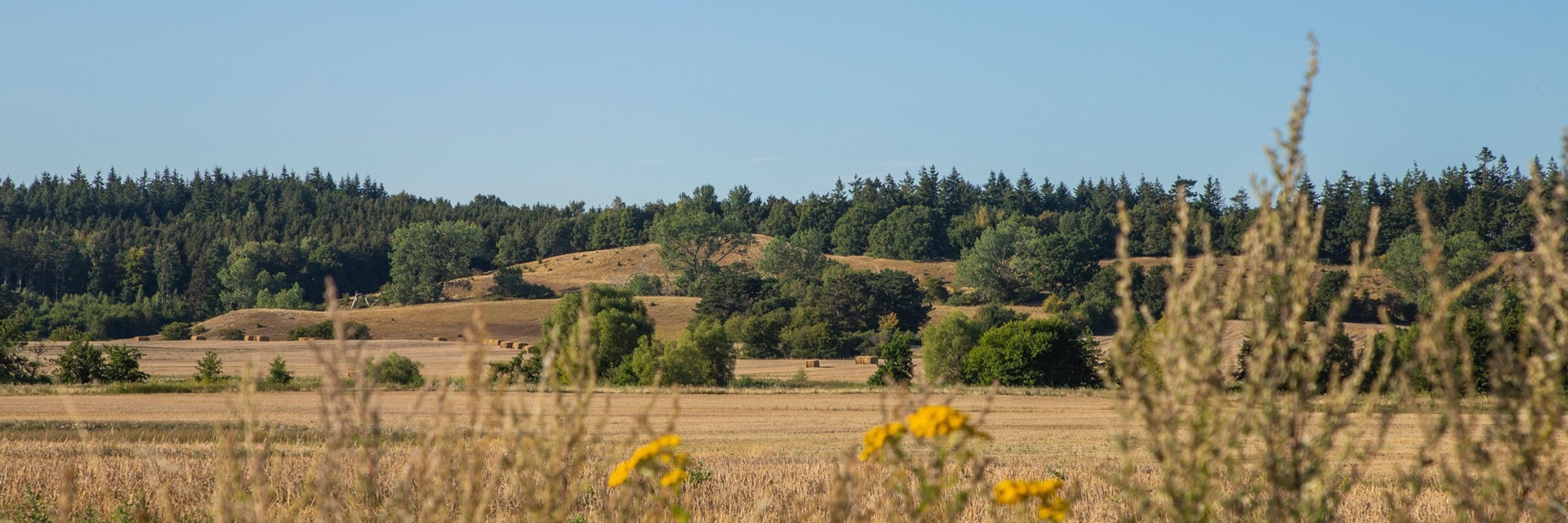 Gule Havremarker med enkelte grønne træer  Gule Havremarker med enkelte grønne træer