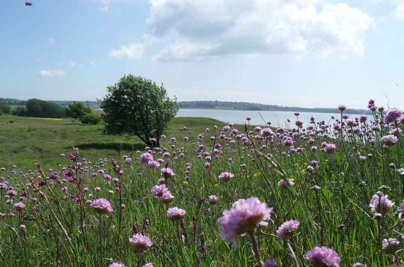 Stejlebanke, natur, lilla kornblomster