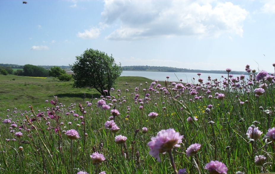 Stejlebanke, natur, lilla kornblomster