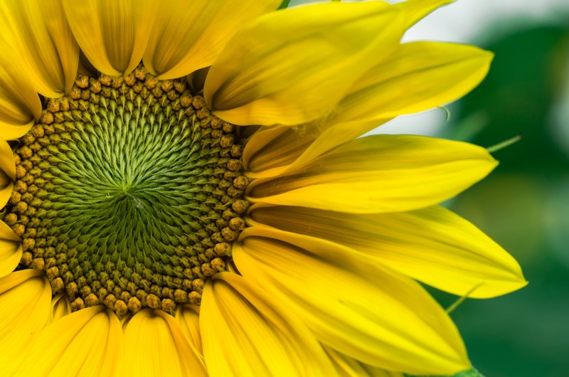gul blomst