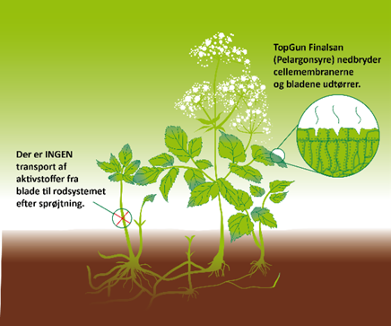 Plargonsyre - plante