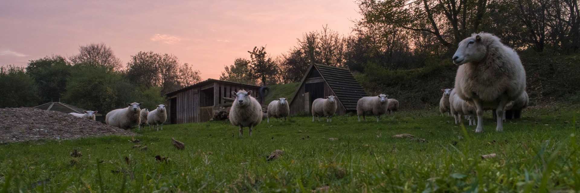 Får stå på græs i solnedgang i Herlufmagle