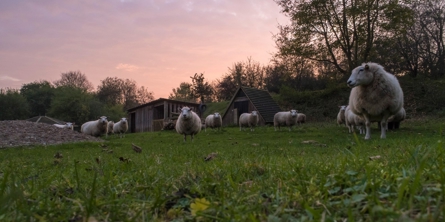 Får stå på græs i solnedgang i Herlufmagle