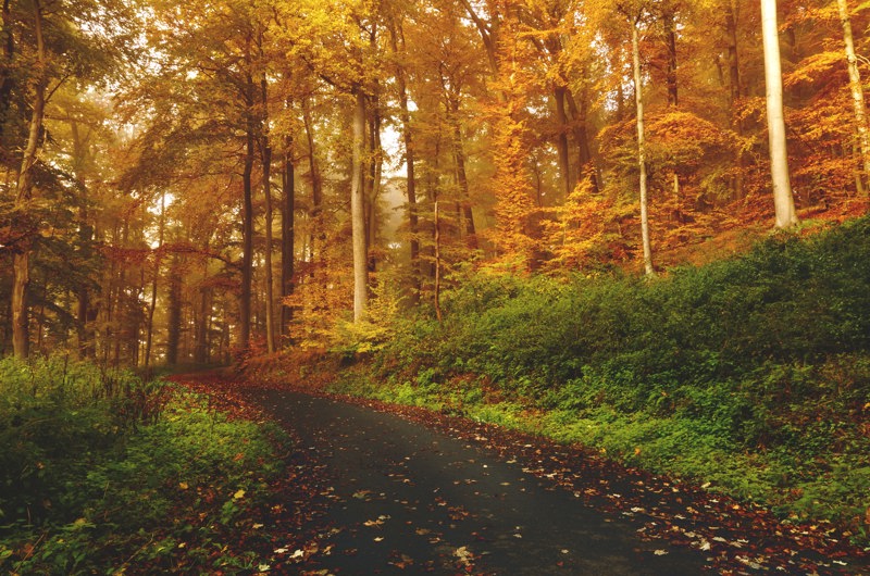 efterårs skov