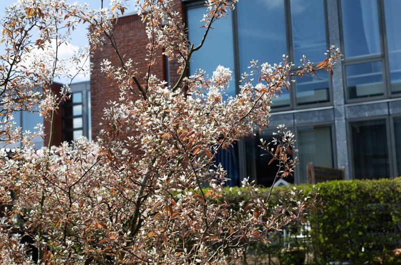 Nærbillede af bygning på Helgesvej med skønne blomsterende træer