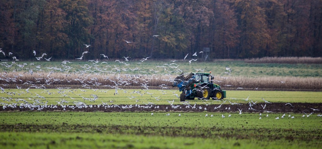 En traktor er ved at plove en mark imens måger flyver omkring 