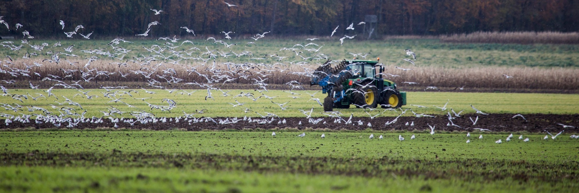 En traktor er ved at plove en mark imens måger flyver omkring 