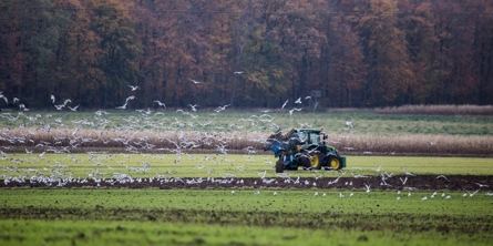 En traktor er ved at plove en mark imens måger flyver omkring