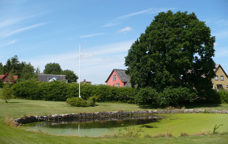 Gadekær Blangslev med blå himmel og træ med stor grøn krone