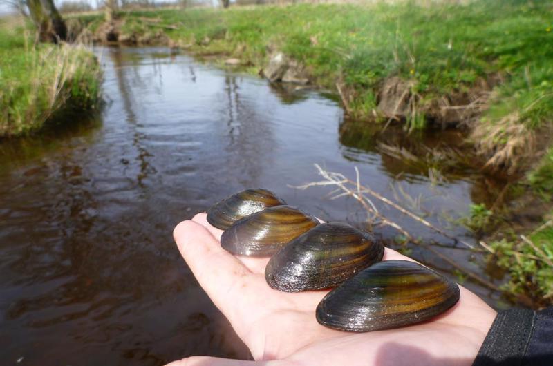 Tykskallede Malermuslinger på flad hånd