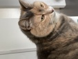 Kat