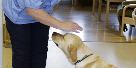 Besøgshund i boenhed